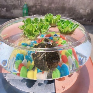 饰乌龟缸 淡水牡丹水草鱼缸造景肚兜浮萍圆心萍槐叶萍水葫芦活体装