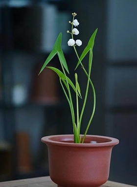野茨菇慈姑挺水植物水培鱼龟缸净化水质水草懒人桌面水菖蒲水竹