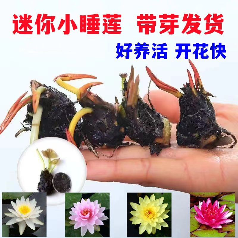 迷你种根块水培水养盆栽池塘花卉