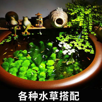 古法养鱼专用水草造景材料套餐净化水质水芙蓉葫芦鱼缸里的真植物