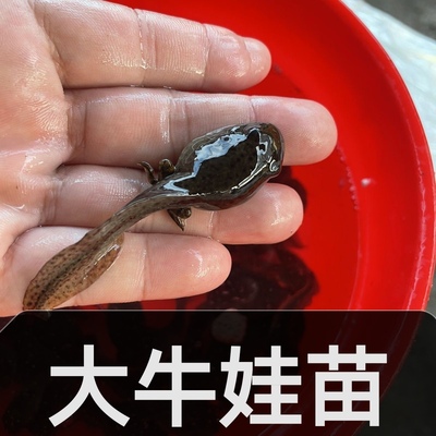 大量牛蛙苗青蛙苗田鸡蝌蚪幼苗批发活苗养殖水族宠物养殖鲜活好养
