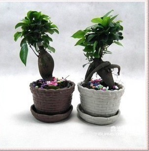 榕树室内桌面花卉绿植小榕树盆栽小盆景四季常青净化空气吸甲醛