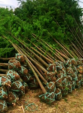 水杉苗水杉树苗树杉木庭院别墅道路绿化行道风景树南北方均可种植