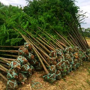 水杉苗水杉树苗树杉木庭院别墅道路绿化行道风景树南北方均可种植
