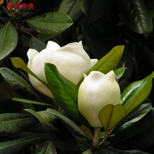 广玉兰广玉兰树苗大花广玉兰荷花玉兰苗四季常青行道树绿化工程苗 - 封面