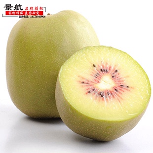 庭院盆栽地栽爬藤果树苗猕猴桃树苗红阳猕猴桃树苗大苗当年结果