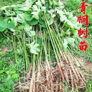 青桐树苗中国梧桐树苗庭院绿化风景树绿化苗木行道树青桐苗桐麻树