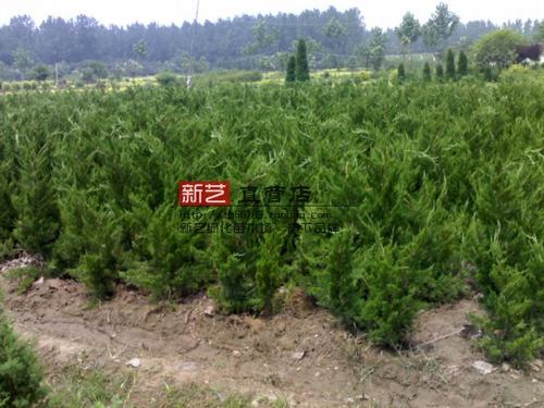 四季常青灌木松柏嫁接绿化苗