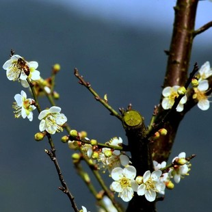 梅花苗梅花树苗白梅白梅花苗白梅花当年开花盆栽地栽梅花苗