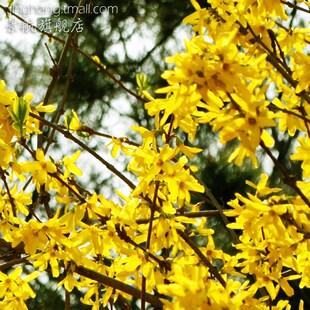 迎春花苗初春使者金色 迎春花苗垂吊攀援灌木观花 小喇叭瀑布般