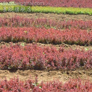 红叶小波苗红叶小檗紫叶小檗苗小苗篱笆灌木绿篱彩色色块植物