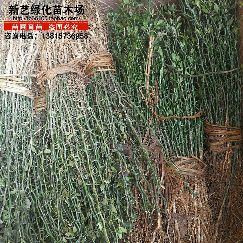 篱笆栅栏嫁接砧木枸橘苗