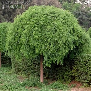 绿化苗木龙爪槐垂槐盘槐垂枝槐龙爪槐树龙飞凤舞吉祥如意枝条下垂