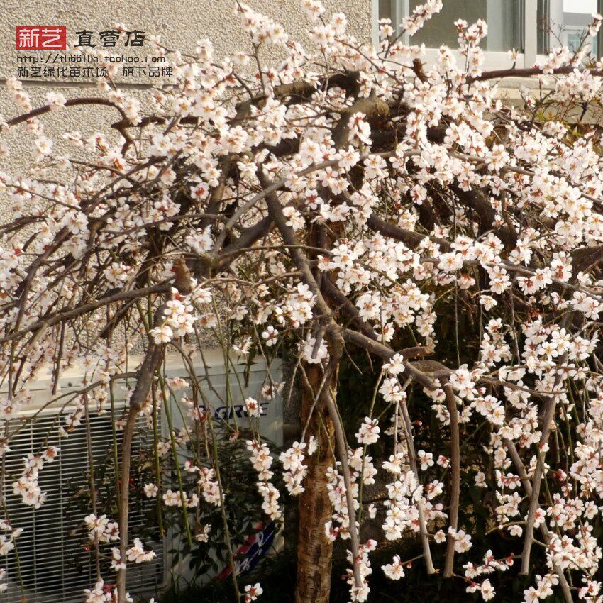 垂梅花庭院观花植物盆栽梅花树苗垂梅垂梅花树苗垂吊梅花枝条如伞