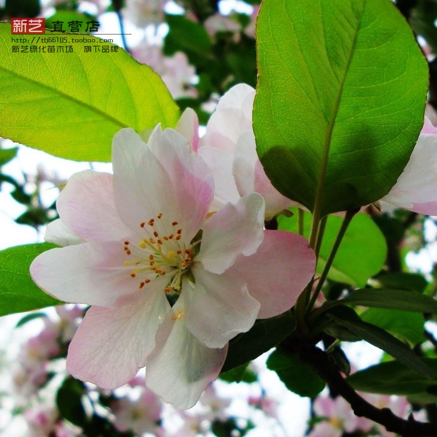 海棠苗日本海棠当年开花