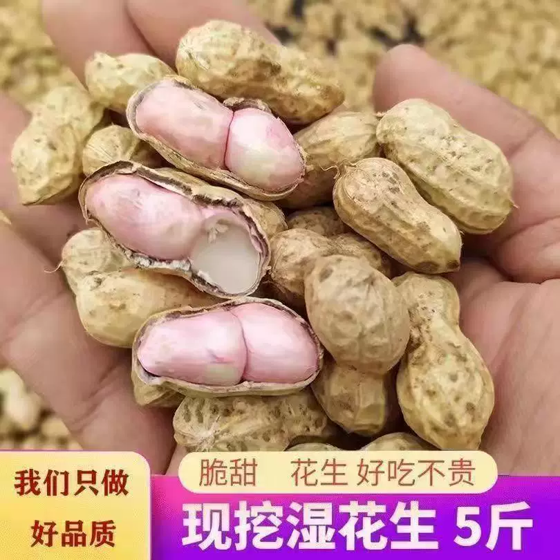 2025年新鲜湿花生新鲜花生湿现挖现发带壳薄皮花生粉皮粉皮白沙批