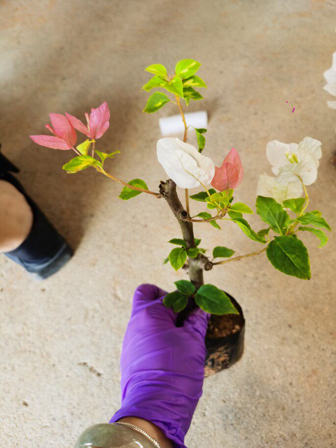 金心橙白三角梅