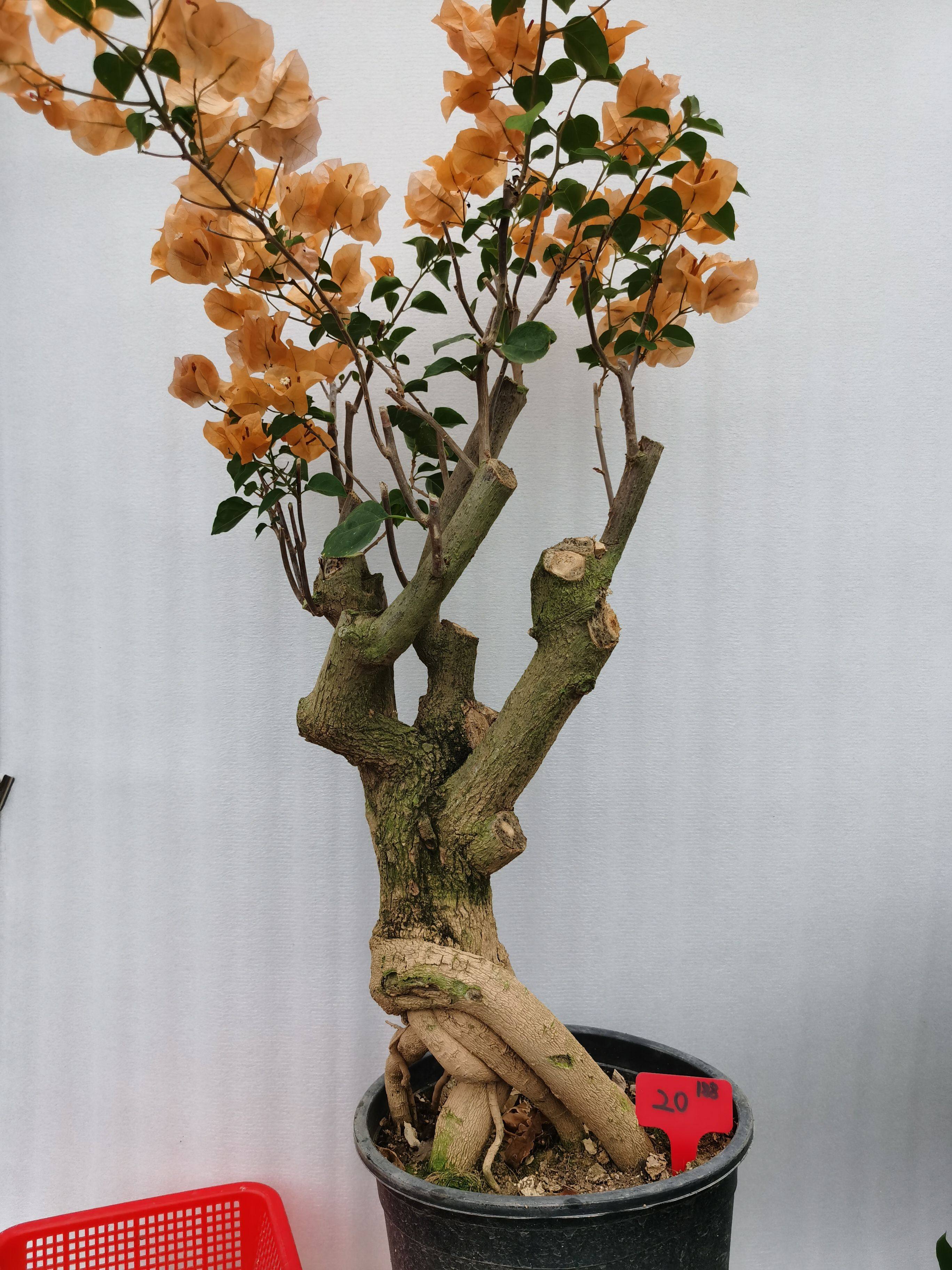 加州黄老桩,鲜花速递/花卉仿真/绿植园艺,造型盆景,淘宝优惠券,粉丝福利购,淘宝优惠卷