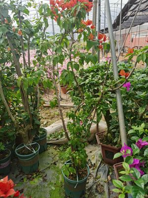 四季开花爆花腾跃苗木垂钓