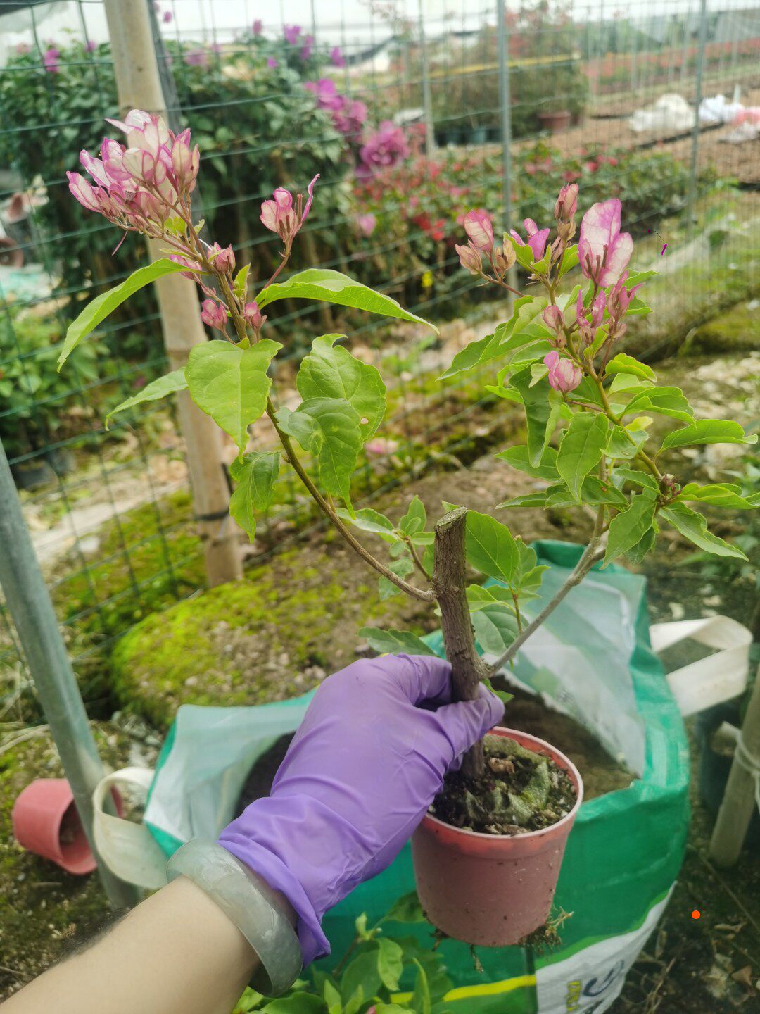 勒杜鹃---红樱蝶三角梅本店满48元自动包邮