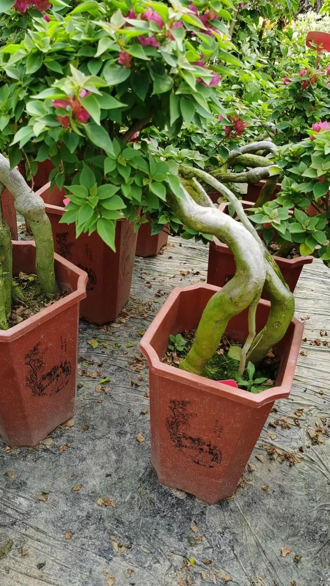 塔紫雕根三角梅 盆景(清场地价)q.