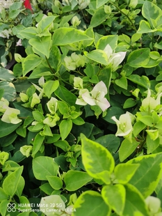 金边丽娜三角梅