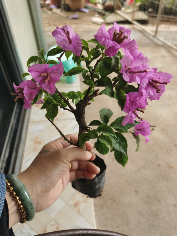 仙台紫罗兰三角梅腾跃苗木