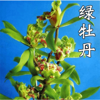 名贵兰花苗蕙兰奇花绿牡丹奇蝶浓香型带花苞室内好养绿植盆栽花卉