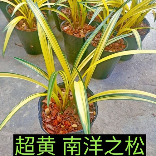 正品超黄南阳之松黄金中透名贵兰花苗绿植室内盆栽花卉净化空气