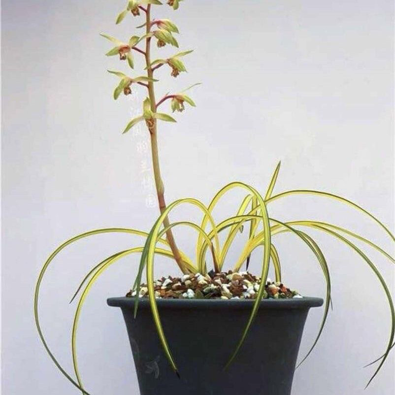 名贵蕙兰花苗 天鹤 精品艺草浓香型稀有室内阳台兰花盆栽绿植花卉