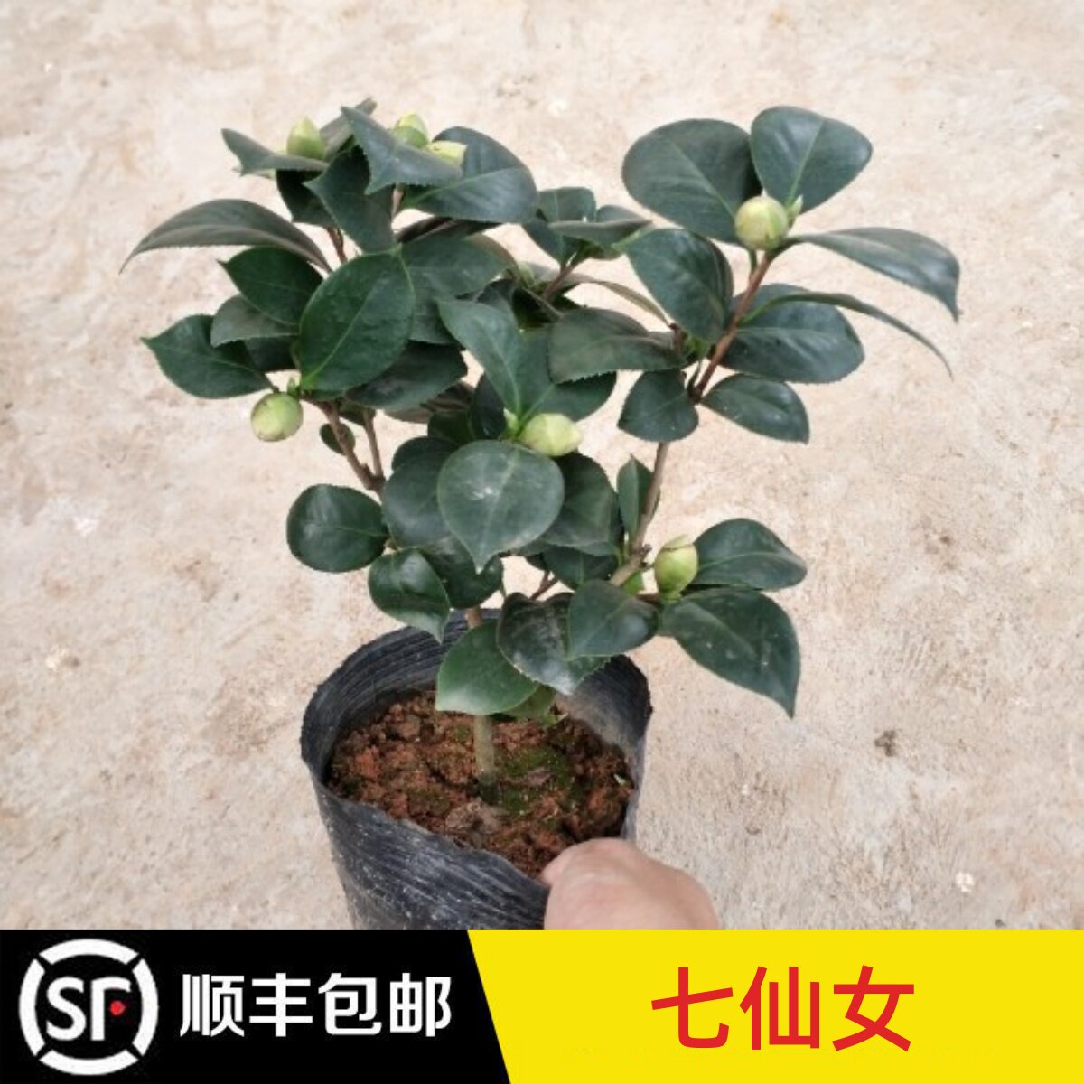 永福花乡园艺 七仙女山茶花 七仙种五宝 茶花树苗  名贵花卉