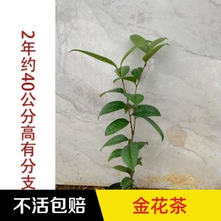 永福花乡园艺 金花茶树苗 茶树种 盆栽金花树苗 原生广西金花茶苗