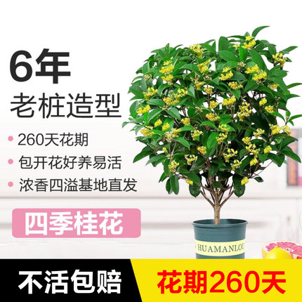 永福花乡园艺 带花苞 四季桂花室内盆栽 树苗浓香型四季桂花树