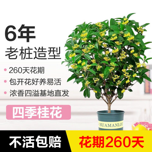 四季桂花室内盆栽浓香型