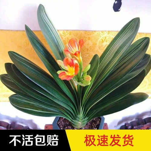 带花苞客厅君子兰绿植四季