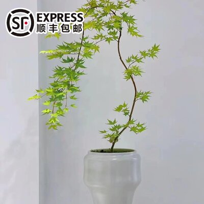 永福花乡园艺流泉枫盆栽网红绿植室内观叶植物办公室造型盆景枫树