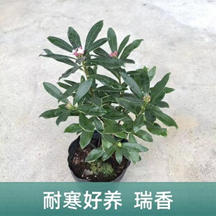 永福花乡园艺 金边瑞香 盆栽 带花苞 金边瑞香袋苗