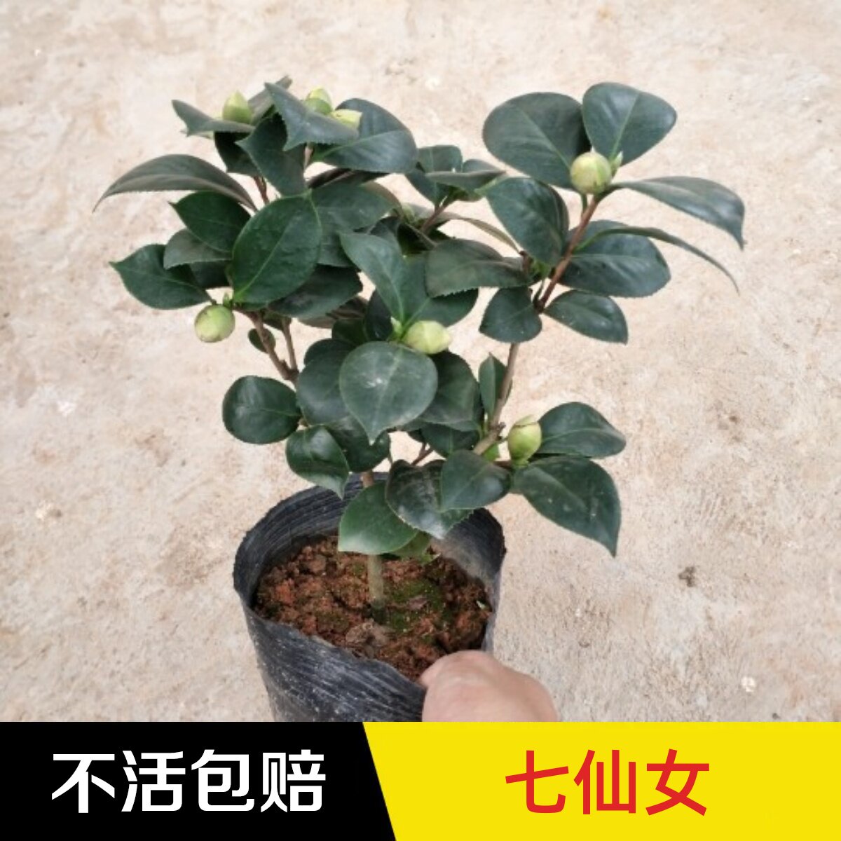 永福花乡园艺 七仙女山茶花 七仙种五宝 茶花树苗  名贵花卉