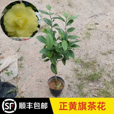 永福花乡园艺 正黄旗茶花 茶花树苗 黄色的茶花