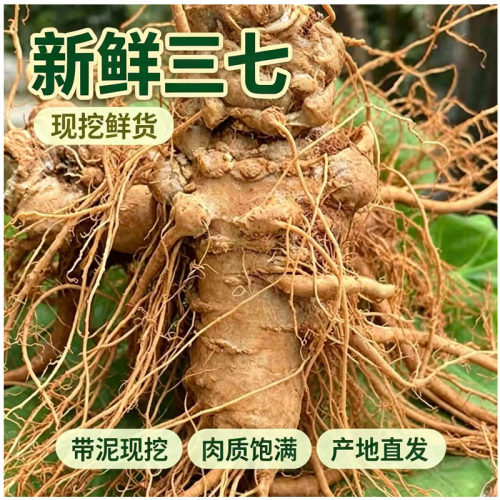 新鲜三七文山四年生三七田七活三七泡酒现挖现发真空包装泡汤