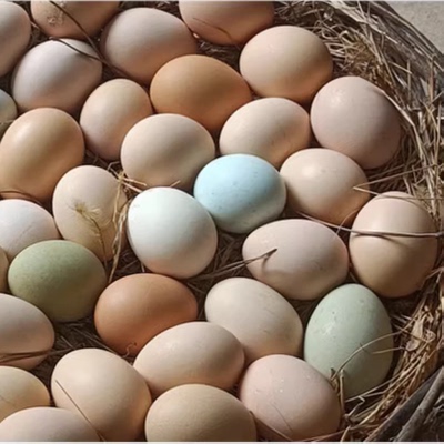 土鸡蛋农家散养新鲜正宗虫草鸡蛋笨鸡蛋农村柴鸡蛋谷物蛋整箱包邮