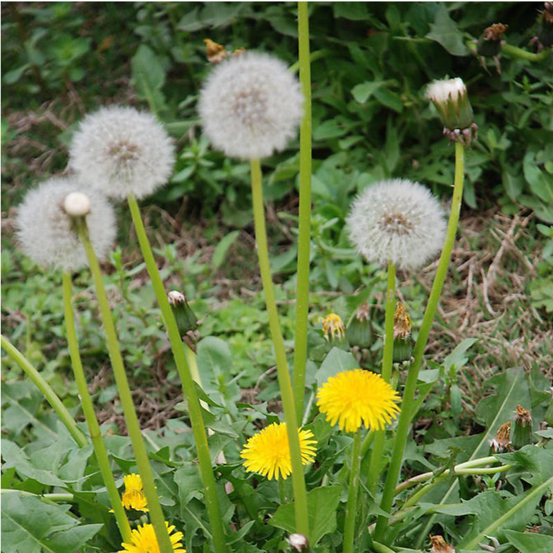 野地生蒲公英干花种子希望的种子diy皮革材料现货充足自然
