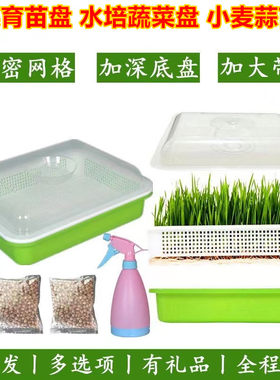 阳台塑料育苗盘发芽水培蔬菜