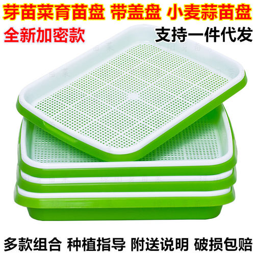 育苗盘豆芽小麦苗大蒜水培蔬菜盘