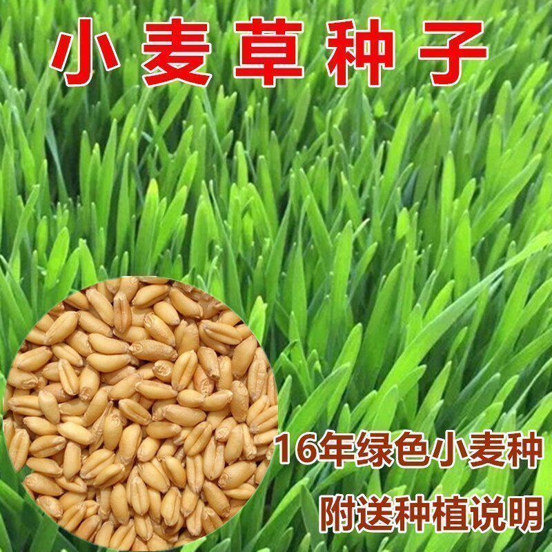 小麦苗无土栽培芽苗菜麦芽糖猫草水培蔬菜小麦草种子纸上种菜包邮