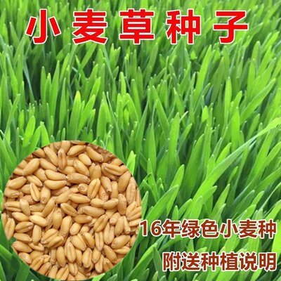 小麦苗无土栽培芽苗菜麦芽糖猫草水培蔬菜小麦草种子纸上种菜包邮