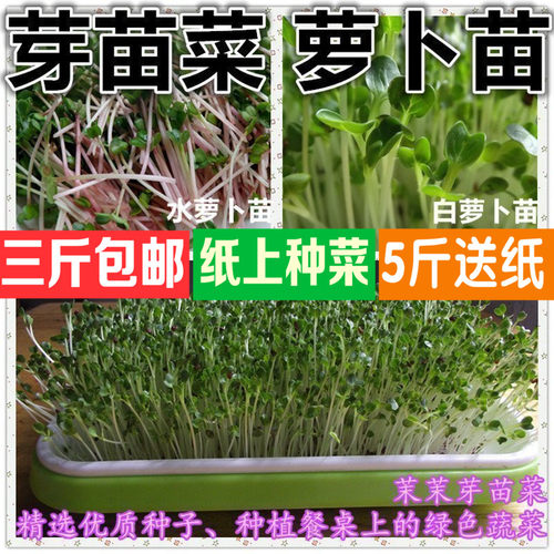 芽苗菜白萝卜纸上种菜红杆萝卜水萝卜水培蔬菜无土栽培阳台菜包邮 - 封面