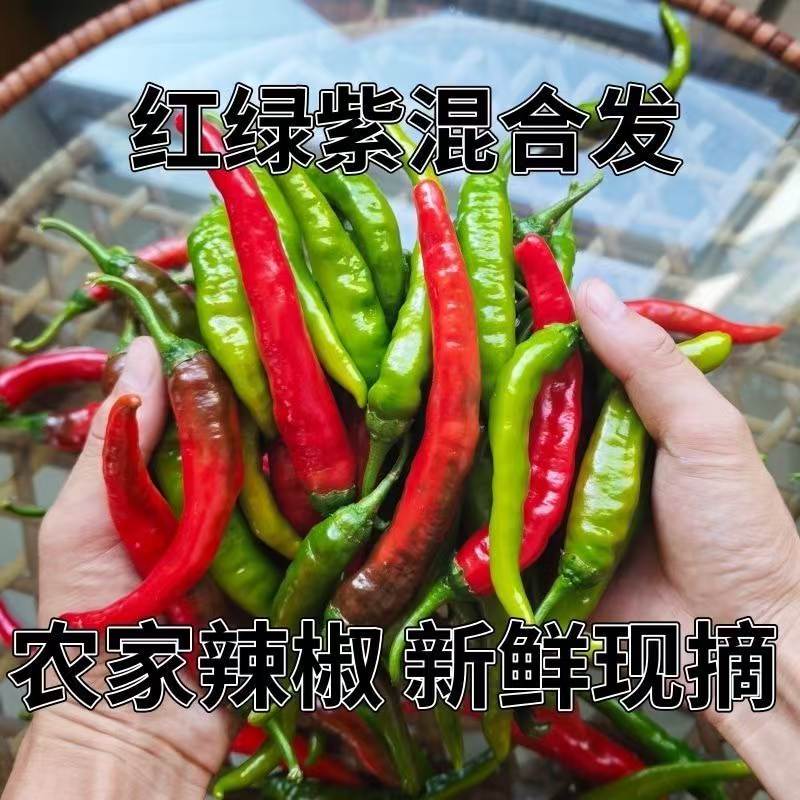 新鲜现摘辣椒红绿紫混合装山西农家辣椒美人椒适合泡椒剁椒辣椒酱