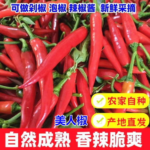 农家红辣椒露天现摘美人椒新鲜辣椒青椒嘎嘎辣大红椒农家自种包邮