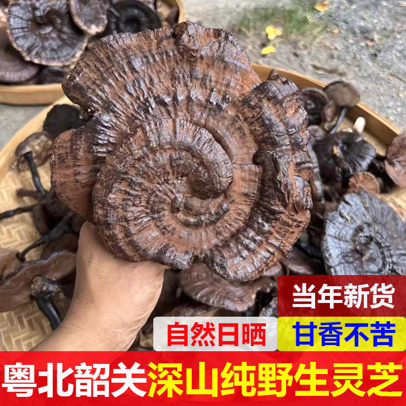 粤北野生紫灵芝带孢子粉灵芝正品深山不苦野林芝整支干货山货黑芝